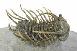 Well Prepared, Spiny Koneprusia Trilobite - Ofaten, Morocco #350531-1